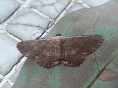 Ruttellerona pseudocessaria