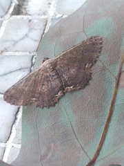 Ruttellerona pseudocessaria