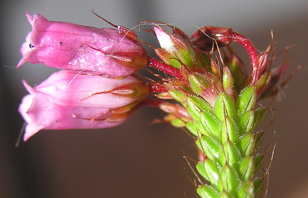 Longhair Heath