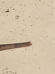 Macroramphosus