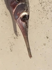 Macroramphosus