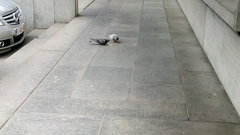 Columba livia domestica