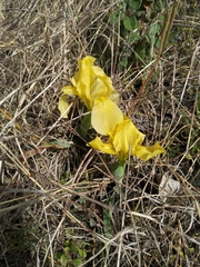 Iris lutescens