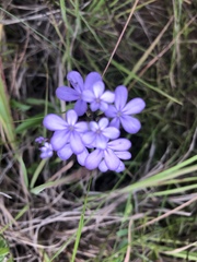 Buchnera longespicata