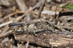 Acrotylus fischeri