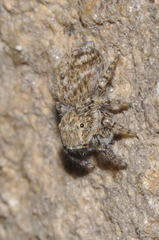 Neaetha membrosa