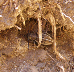 Dorcadion holosericeum