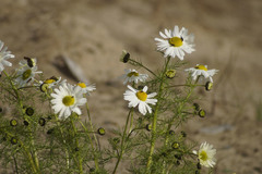 Tripleurospermum subpolare
