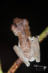 Osteocephalus planiceps