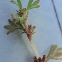 Alchemilla occidentalis