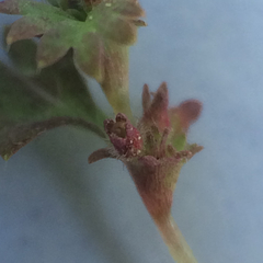Alchemilla occidentalis