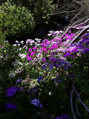 Pericallis × hybrida