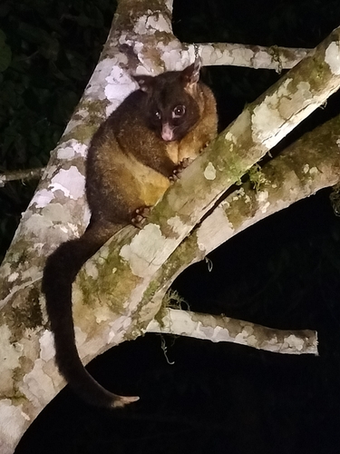 Coppery Brush-tailed Possum