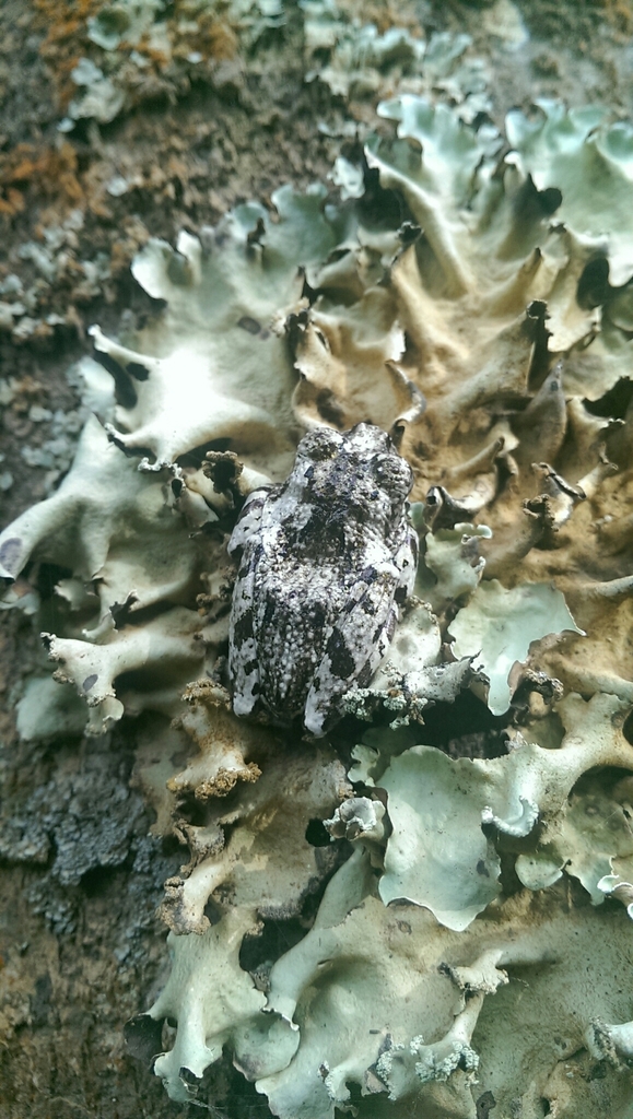 Lichen Treefrog