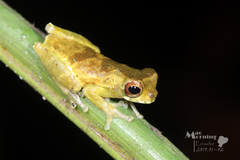 Dendropsophus brevifrons