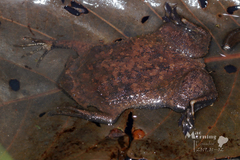 Surinam Toad photo 5