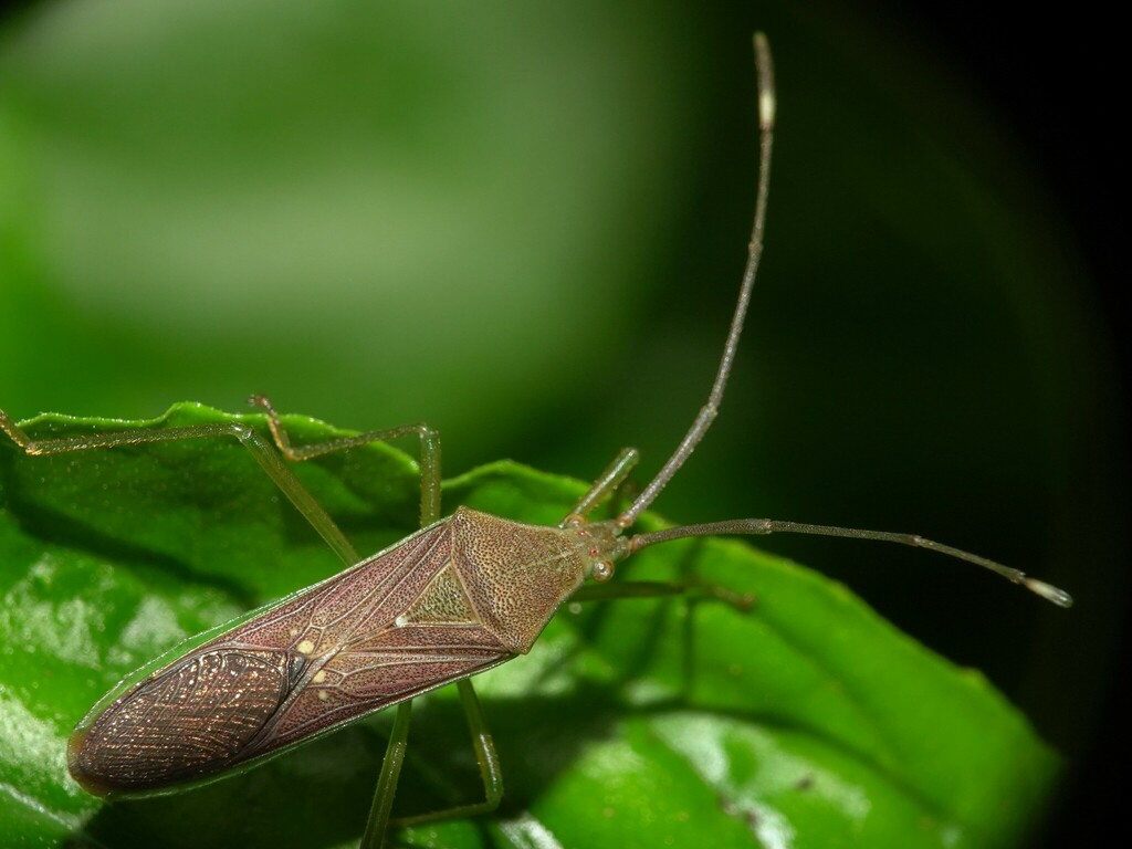 Homoeocerus relatus from Mahim Nature Park on October 3, 2023 at 09:37 ...