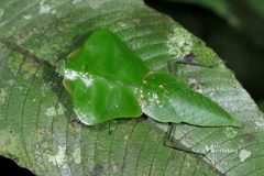 Choeradodis stalii