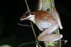 Osteocephalus planiceps