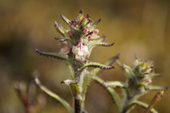 Pedicularis hirsuta