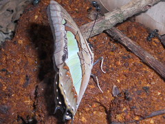 Polyura
