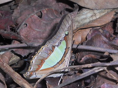 Polyura