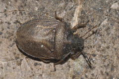 Podops inunctus