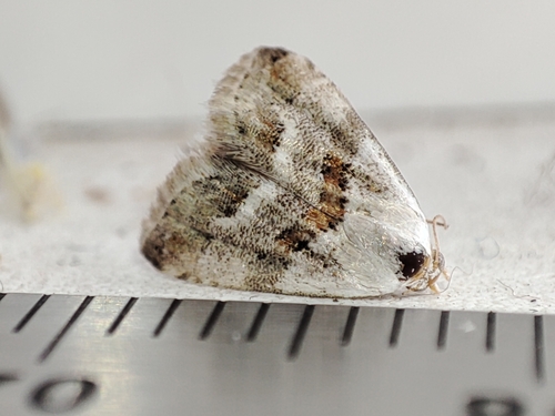 Scarce Marbled