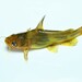 Korean Bullhead - Photo (c) 江国彬, some rights reserved (CC BY-NC), uploaded by 江国彬
