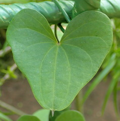 Dioscorea sylvatica