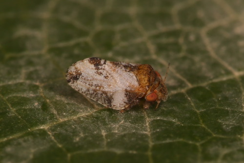 Euphyllura phillyreae