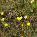 Ranunculus propinquus subborealis - Photo (c) Никифорова Валерия, algunos derechos reservados (CC BY-NC), uploaded by Никифорова Валерия
