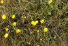 Ranunculus propinquus subborealis - Photo (c) Никифорова Валерия, some rights reserved (CC BY-NC), uploaded by Никифорова Валерия