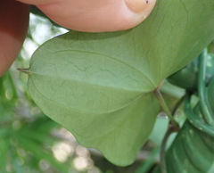 Dioscorea sylvatica