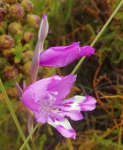 Image of Gladiolus rogersii by (c) Barbara le Roux, some rights reserved (CC BY-SA)