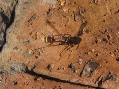 Polistes badius