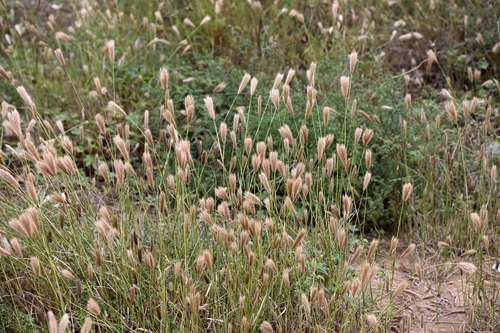 Chloris virgata