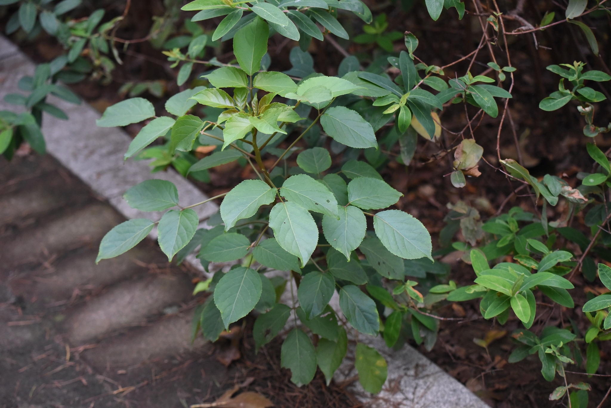 Bischofia polycarpa