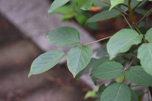 Bischofia polycarpa, photograph 1