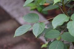 Bischofia polycarpa, photograph (c) Zinogre, some rights reserved (CC BY-SA)