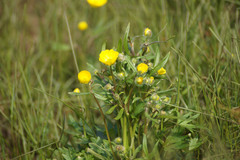 Ranunculus propinquus subborealis