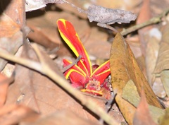 Etlingera littoralis