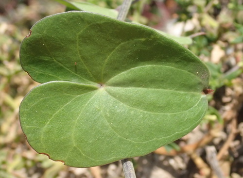 Image of Dioscorea sylvatica by (c) Nicola van Berkel, some rights reserved (CC BY-SA)