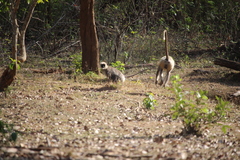 Semnopithecus hypoleucos