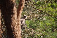 Semnopithecus hypoleucos