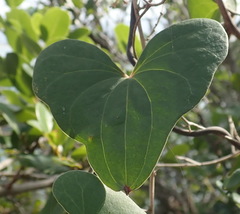 Dioscorea sylvatica