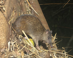 Long-Nosed Echymipera photo 2