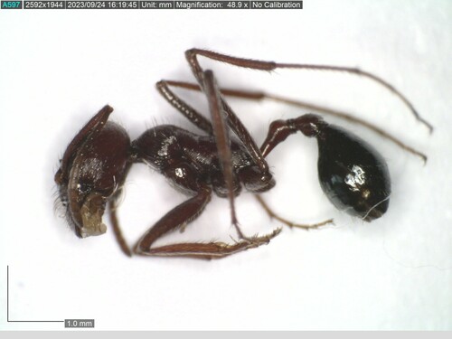 Ocymyrmex nitidulusOcymyrmex nitidulus