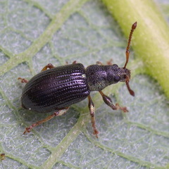 Phyllobius viridicollis