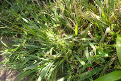 Panicum deustum